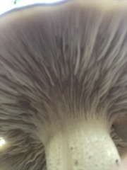 Clitocybe nebularis