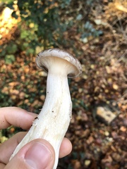 Clitocybe nebularis