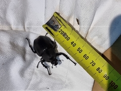 Xylotrupes australicus