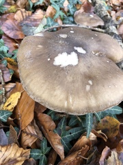 Clitocybe nebularis