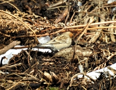 Leucosticte nemoricola