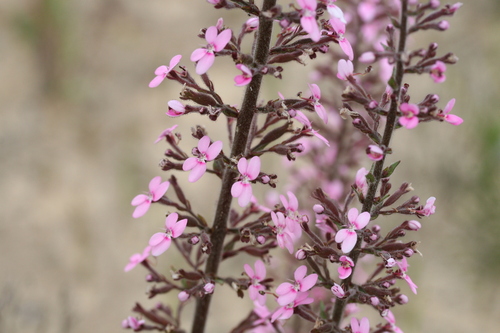 Stylidium elongatum (Stylidium elongatum)