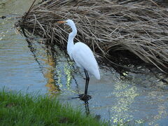 Ardea alba