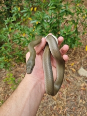 Lycodonomorphus inornatus