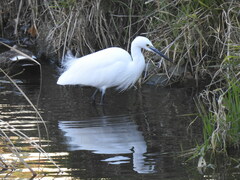 Egretta garzetta