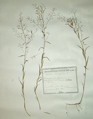 Thesium linophyllon