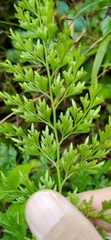 Onychium lucidum