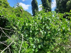 Amphilophium crucigerum