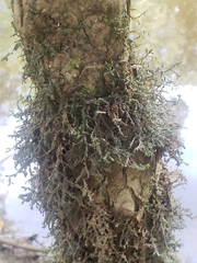 Porella pinnata