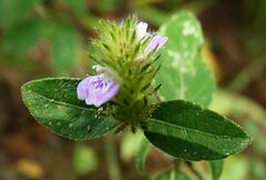 Rostellularia diffusa