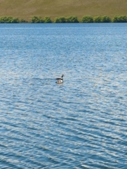 Podiceps cristatus australis