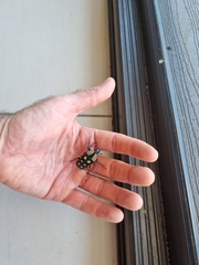 Mecynorhina passerinii