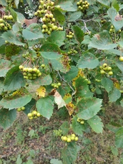 Crataegus sanguinea