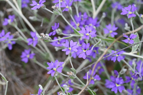 Tall Dampiera (Dampiera altissima)