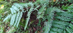 Pteris terminalis fauriei