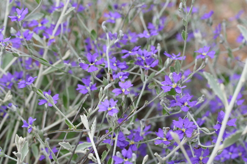 Image of Dampiera altissima by (c) Benjamin Anderson, some rights reserved (CC BY)