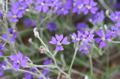 Image of Dampiera altissima by (c) Benjamin Anderson, some rights reserved (CC BY)