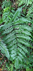 Pteris terminalis fauriei