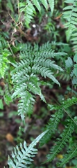 Pteris terminalis fauriei