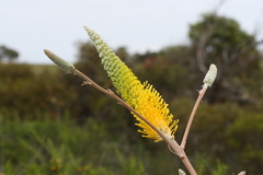 Grevillea eriostachya