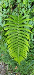 Pseudocyclosorus esquirolii