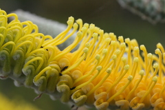 Grevillea eriostachya