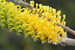 Grevillea eriostachya