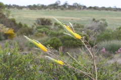 Grevillea eriostachya