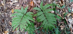 Pteris setulosocostulata