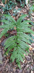 Pteris setulosocostulata