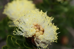 Myrtaceae