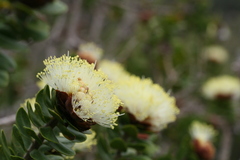 Myrtaceae