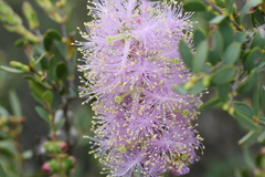 Myrtaceae