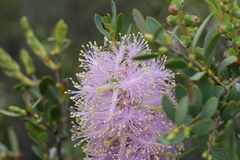 Myrtaceae