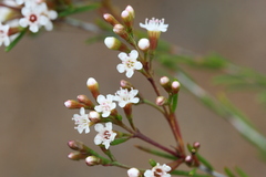 Myrtaceae