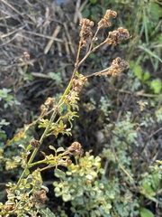 Medicago sativa