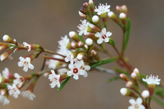 Myrtaceae