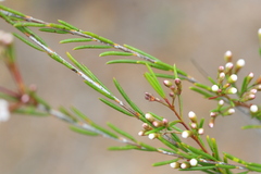 Myrtaceae