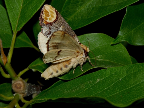 Bucéphale