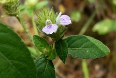Rostellularia diffusa