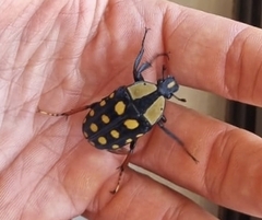 Mecynorhina passerinii