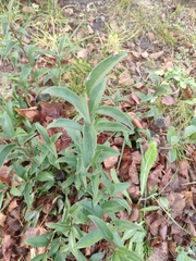 Pentanema salicinum