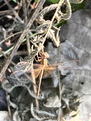 Neurothemis intermedia