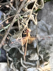 Neurothemis intermedia