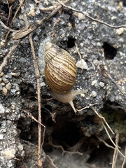 Bothriembryon tasmanicus