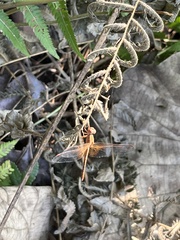 Neurothemis intermedia