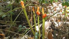 Arum cylindraceum