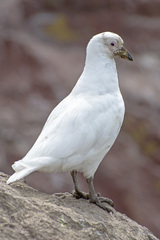 Chionis albus