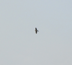 Hirundo rustica