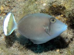 Sufflamen chrysopterum